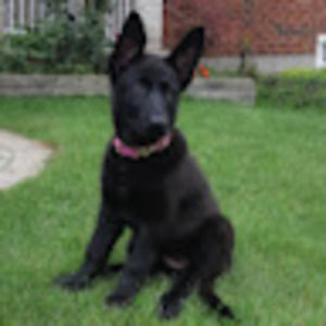 Meet your Posher, Anya